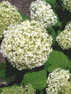Annabelle Hydrangea